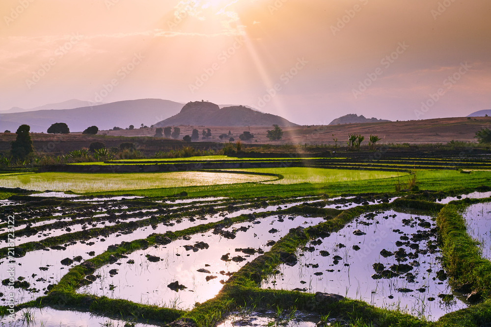 Lush Rice Field